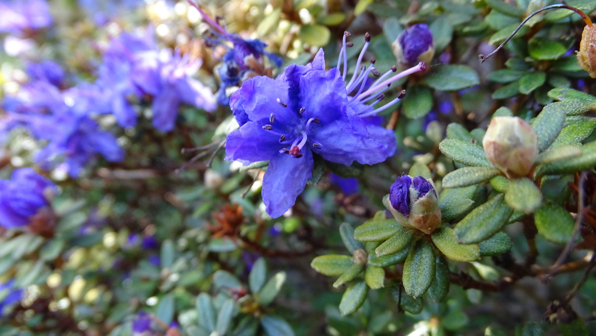 R. impeditum 'Russell's Blue'